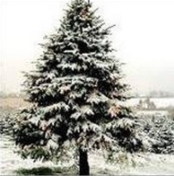 christmas tree with snow covered branches